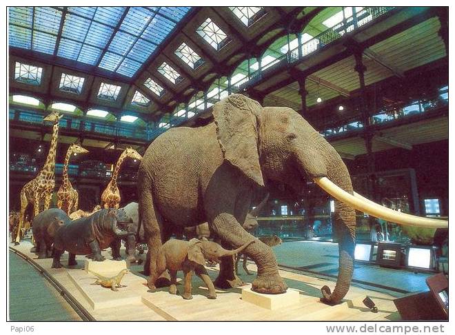 ELEPHANTS. Caravane Africaine. Grande Galerie Du Jardin Des Plantes. - Elefantes