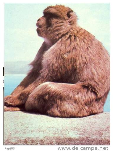 Gibraltar.Rock Ape. Singe. - Scimmie