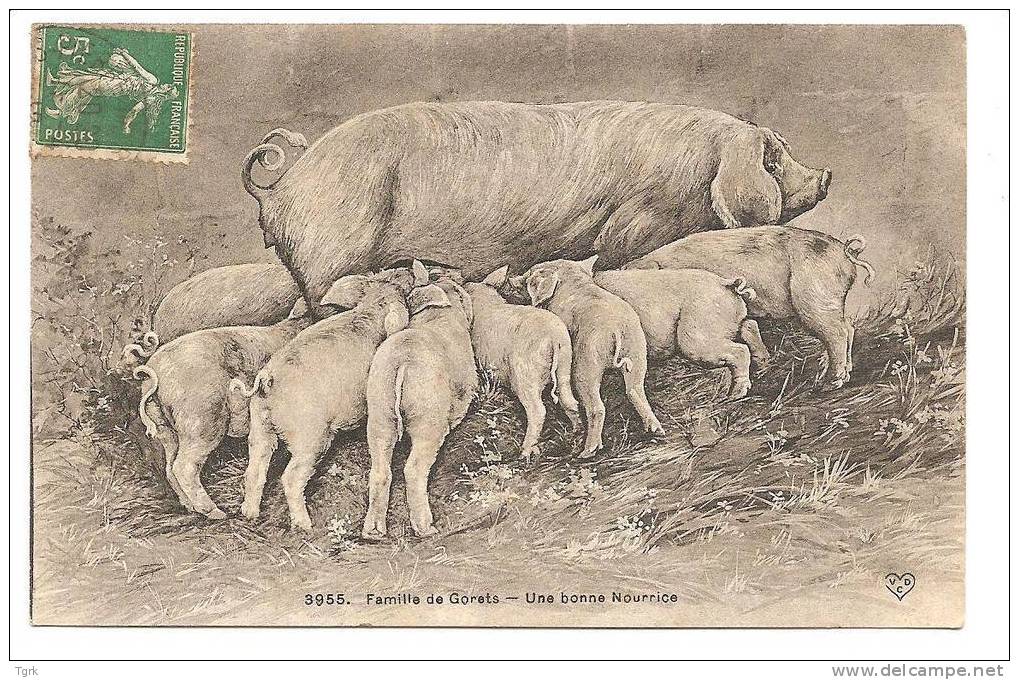 Famille De Gorets Une Bonne Nourrice  Porc Cochon Truie - Maiali