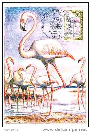 France Flamant Rose In The Camargue N° 1634 - Flamencos