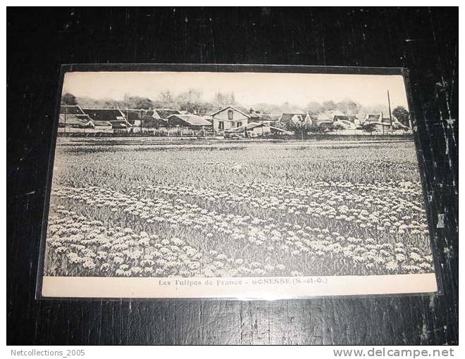 LES TULIPES DE FRANCE - GONESSE - 95 VAL D´OISE - Carte Postale De France - Gonesse