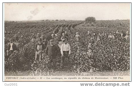 VOUVRAY (37) VENDANGES AU CHATEAU DE MONTCONTOUR (belle Cpa) - Vouvray