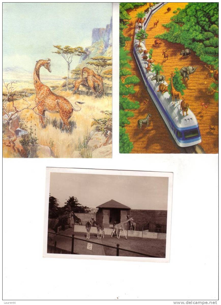 Postcards Giraffe - Carte Postale De Giraffe - Giraffen