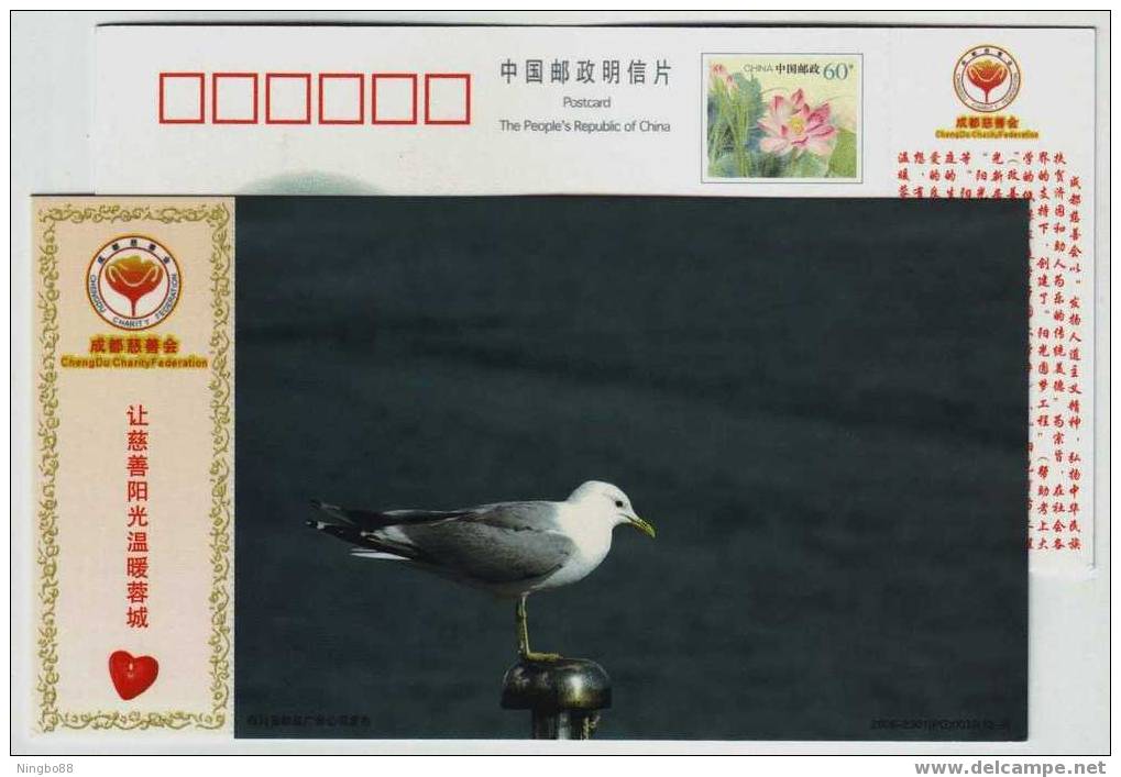 Lonely Seagull Bird,China 2006 Chengdu Charity Federation Advertising Postal Stationery Card - Möwen