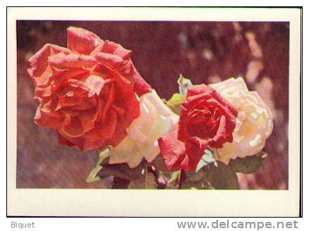 Bel Entier Carte Postale Russe Sur Les Roses (15) - Rosen