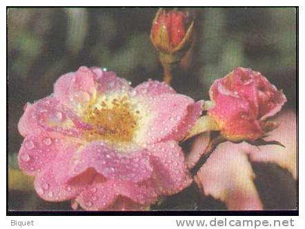 Bel Entier Carte Postale Russe Sur Les Roses (25) - Rosas