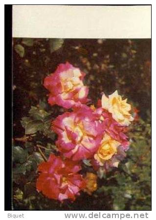 Bel Entier Carte Postale Russe Sur Les Roses (26) - Rozen