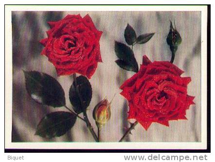 Bel Entier Carte Postale Russe Sur Les Roses (27) - Rosas