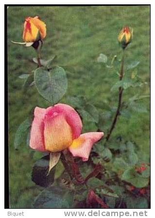 Bel Entier Carte Postale Russe Sur Les Roses (32) - Rosas