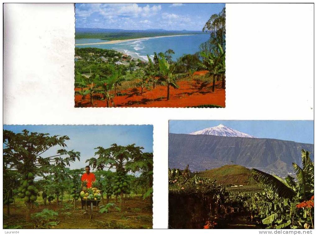 Cartes De Bananes - Bananas Postcards - Landwirtschaftl. Anbau