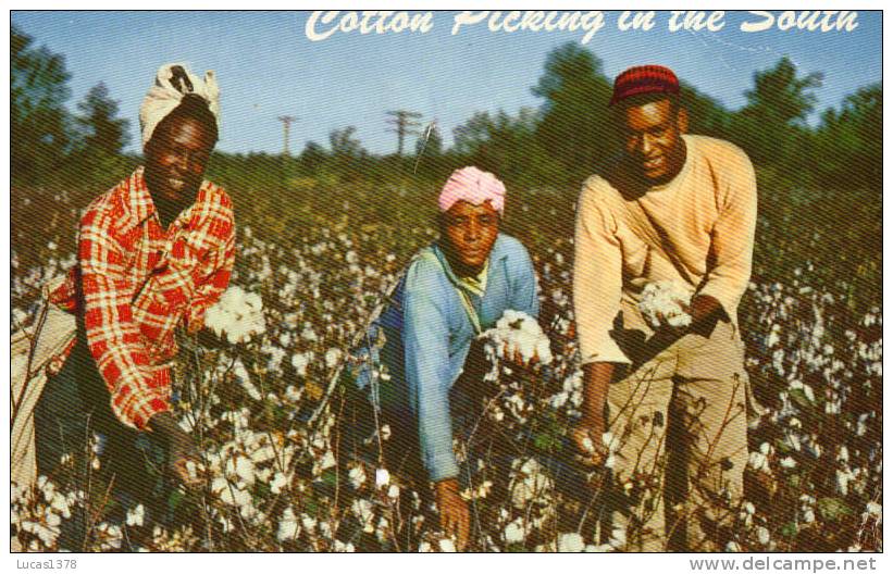 COTTON PICKING IN THE SOUTH / CPSM 1960 - Sonstige & Ohne Zuordnung