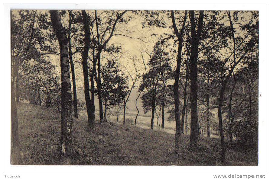 C1877 - Gistoux - Un Sous-Bois - Chaumont-Gistoux