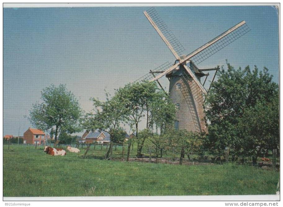 Westmalle - Malle West  - Molen Moulin Mil Mühle - Malle