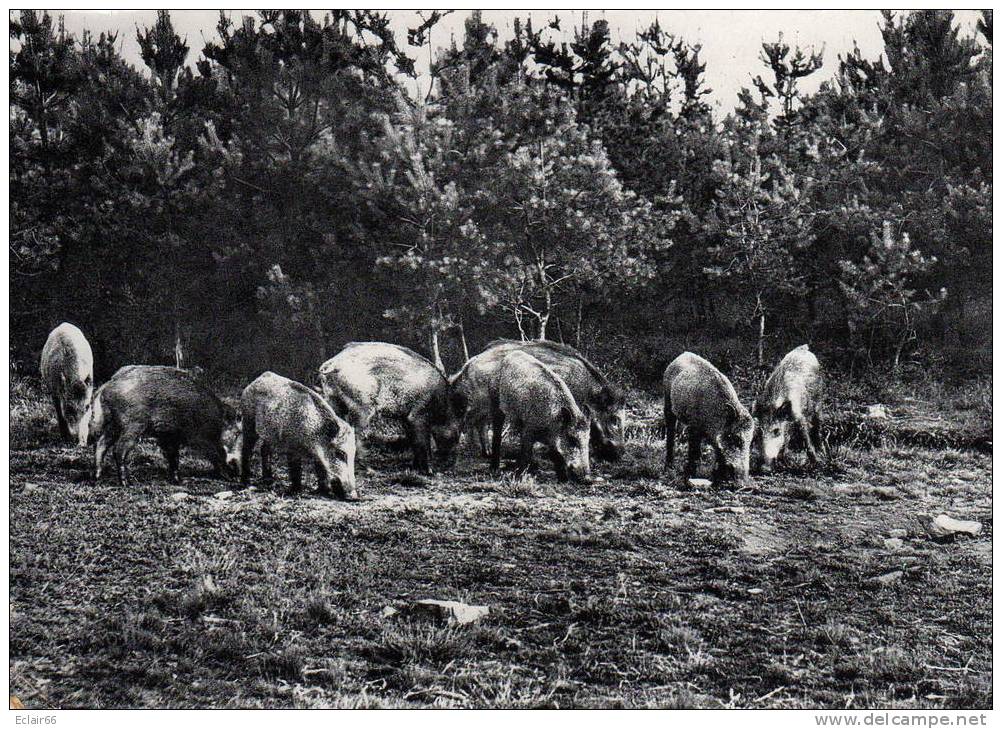 SAINT-HUBERT -en ARDENNE Sangliers Dans Une Clairiére  CP SM    Gd Format   Année 1959 X - Saint-Hubert