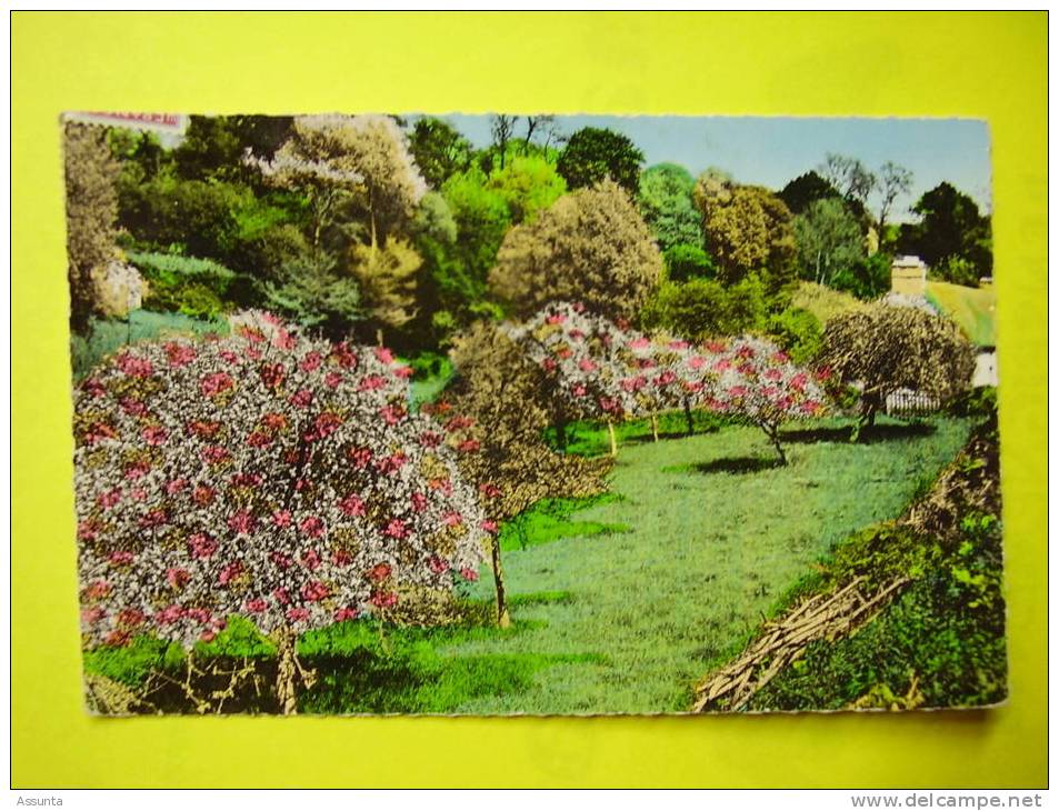 Cachet  BOURGTHEROULDE - La Normandie Pittoresque -   Arbres  Pommiers (?) En Fleurs - Bourgtheroulde