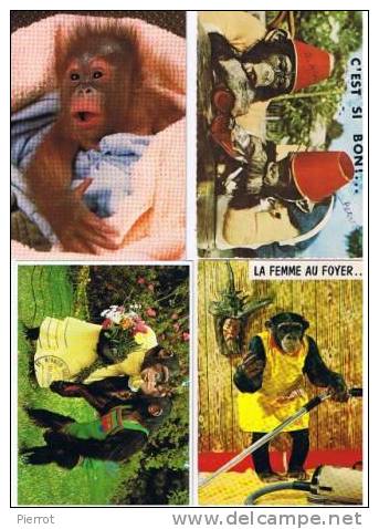 271107A : Lot De 4 CPM : Singes Lot NU. 4 - Monkeys