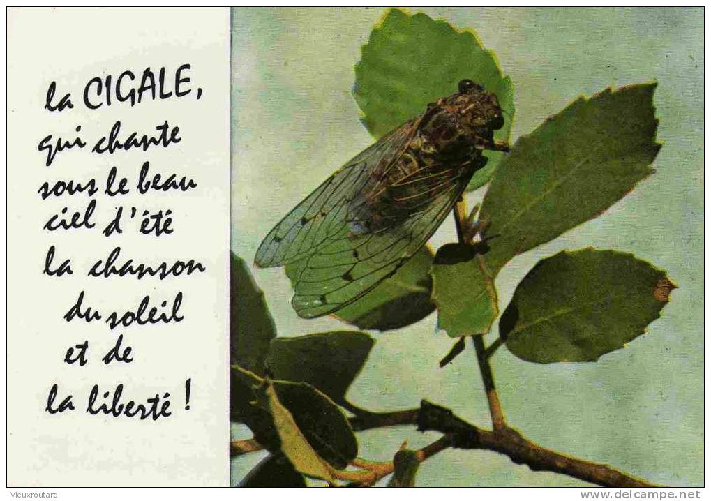 CPSM. LA CIGALE. QUI CHANTE SOUS LE BEAU CIEL D'ETE LA CHANSON DU SOLEIL.... - Insects