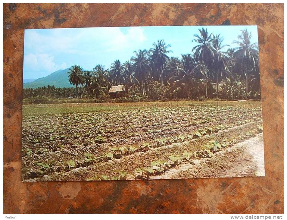 Malaysia , Market Garden Penang   Cca 1960´s  EF  D10277 - Malaysia