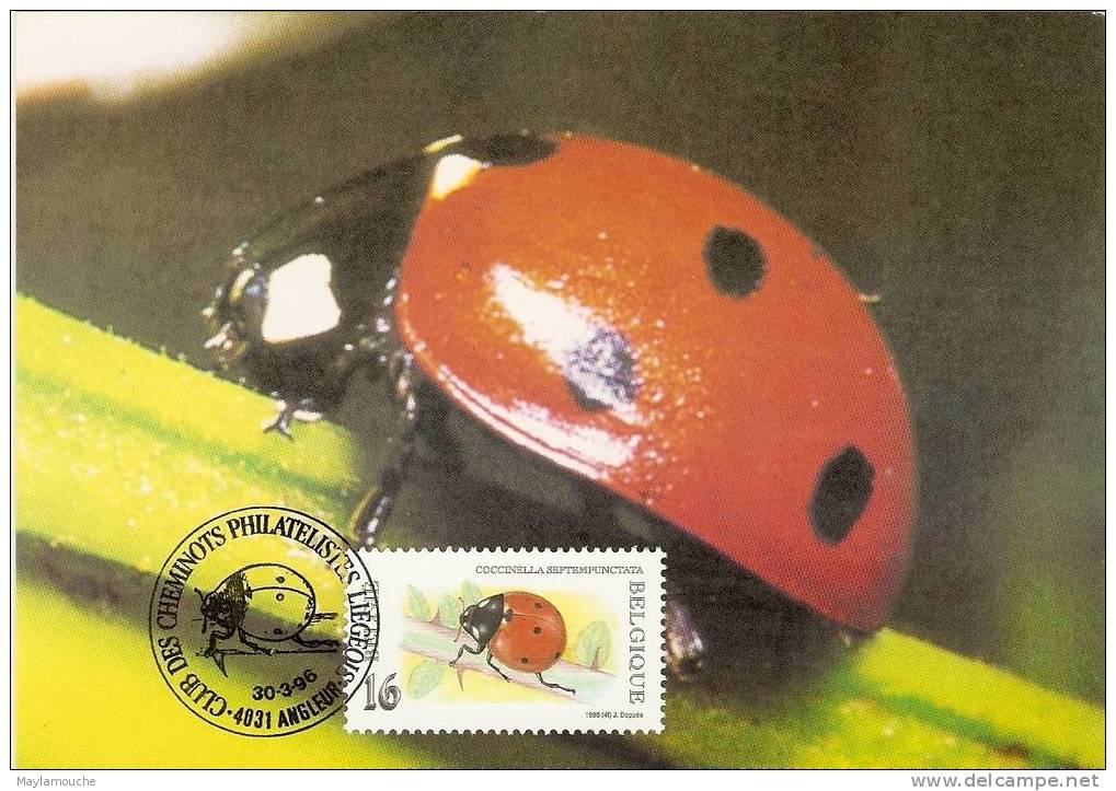 Coccinelle (angleur - Insects