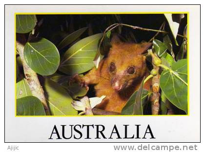 Opossum Adulte D´Australie.  Une Cp Neuve - Andere & Zonder Classificatie