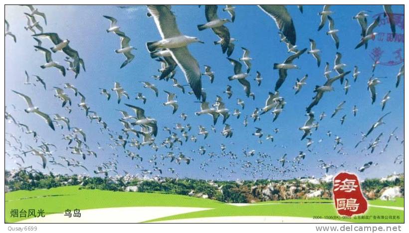 Seagull,  Bird ,  Pre-stamped Postcard, Postal Stationery - Seagulls