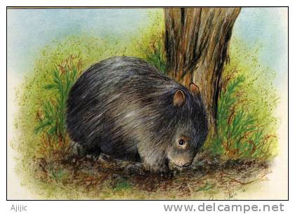 Le Wombat Australien  (Hairy Nose Wombat)  Une CP Neuve D'Australie. (greetings) - Andere & Zonder Classificatie