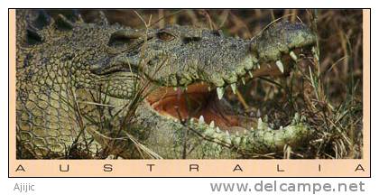 Crocodile De Mer Du Cap York (Queensland). Une Cp Neuve. (pouvant Atteindre 7 M De Long) - Cairns