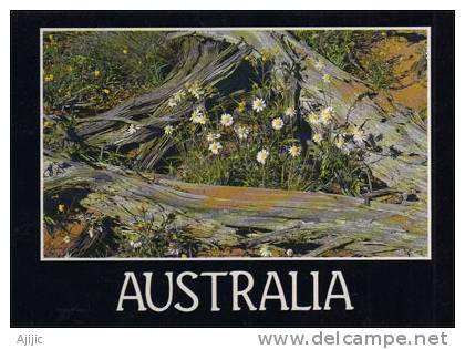 Fleurs Sauvages D´Australie. CP Neuve. Format   170 X 120 Mm. PRIX REDUIT! REDUCED PRICE! - Other & Unclassified