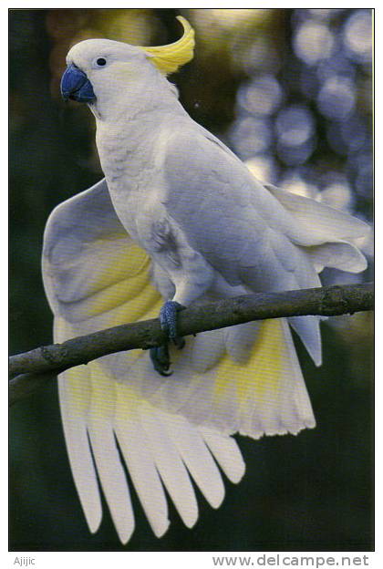 Rainbow Lorikeet & Cockatoo. Une CP Greetings Neuve  Format  210 X 148 Mm Recto-verso - Sonstige & Ohne Zuordnung