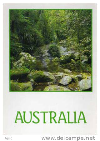 Australie. La Foret Tropicale Dans Le Queensland. Une CP Neuve, Format  170 X 115 Mm - Andere & Zonder Classificatie