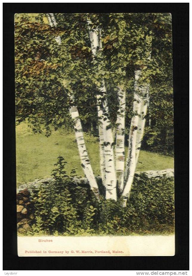 Birches - Published In Germany By G. W. Morris, Portland, Maine - Portland