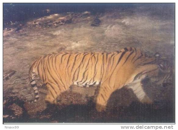 Tiger - Tigre - Tijger - The Wild Indo-chinese Tiger (Panthera Tigris Corbetti), Yunnan Of China - Tigres