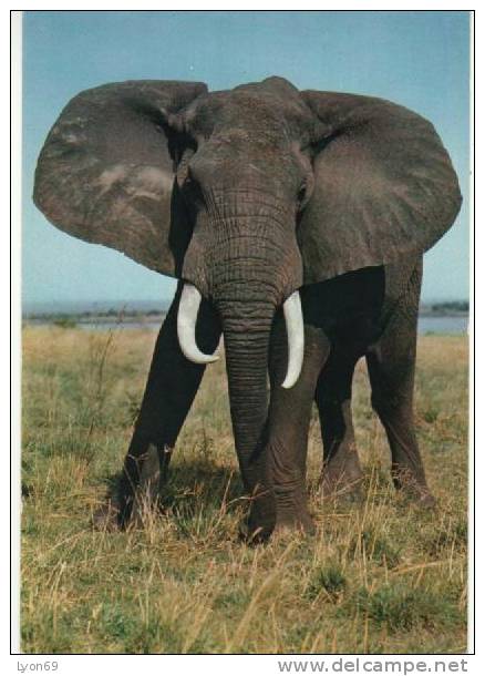 ELEPHANT CPM - Elephants
