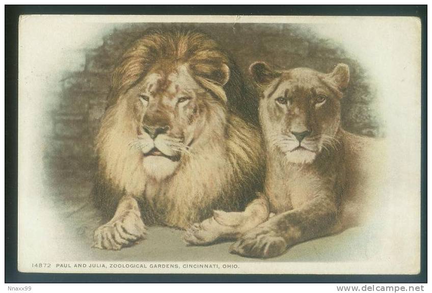 Lion - Lion Couple, Paul And Julia, Cicinnati Zoological Gardens, Ohio, USA, Vintage Postcard - Lions