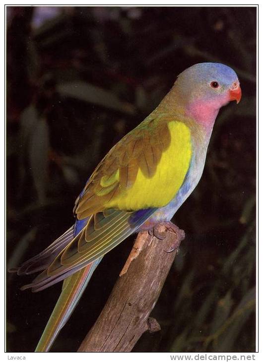 Carte Entier Postale Neuve AUSTRALIE - Perroquet Princess - Perroquets & Tropicaux