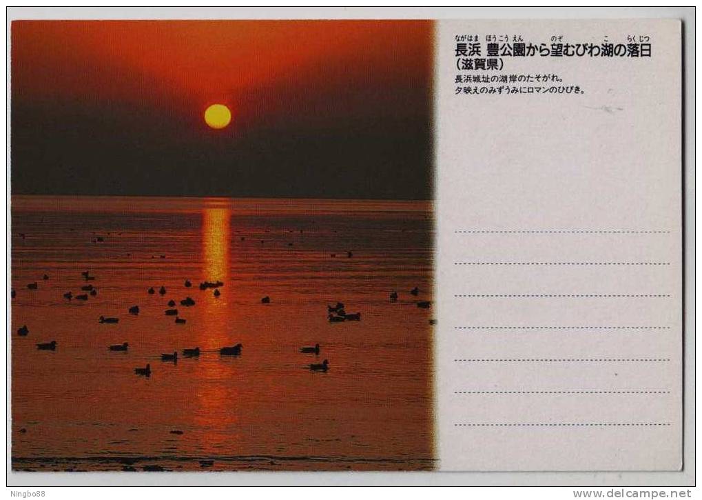 Japan Lake Biwa Mandarin Duck Landscape Postal Stationery Card - Ducks