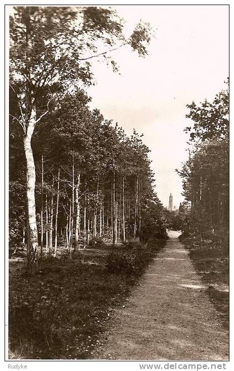 AMERSFOORT Boschgezicht Vanaf Den Berg - Amersfoort