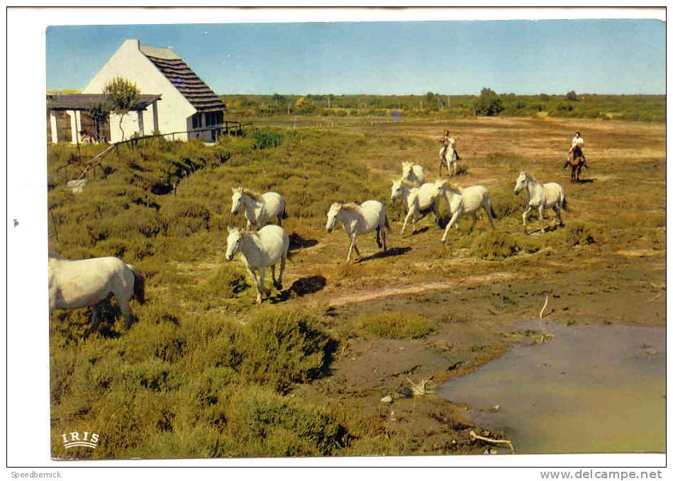 8772 Camargues Avec Gardians . 13.200/168 Iris ét Gandini . Cheval - Autres & Non Classés