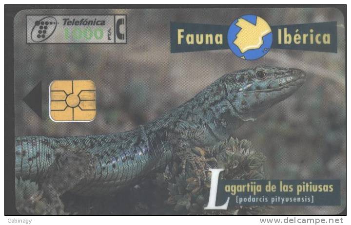 FAUNA IBERICA - 1997.07. - LAGARTIJA DE LAS PITIUSAS - Basisuitgaven