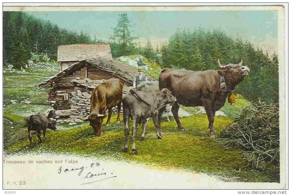 Troupeau De Vaches Sur L'alpe - Au