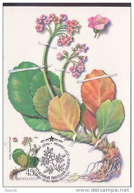 RUSSIE CARTE MAXIMUM NUM.YVERT 5236 PLANTE MEDICINALE - Cartes Maximum