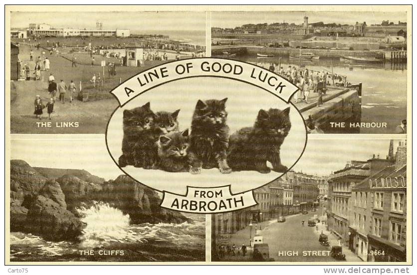 SCOTLAND - A Line Of Good Luck From Arbroath - Vues Diverses - Chats Noirs - Angus