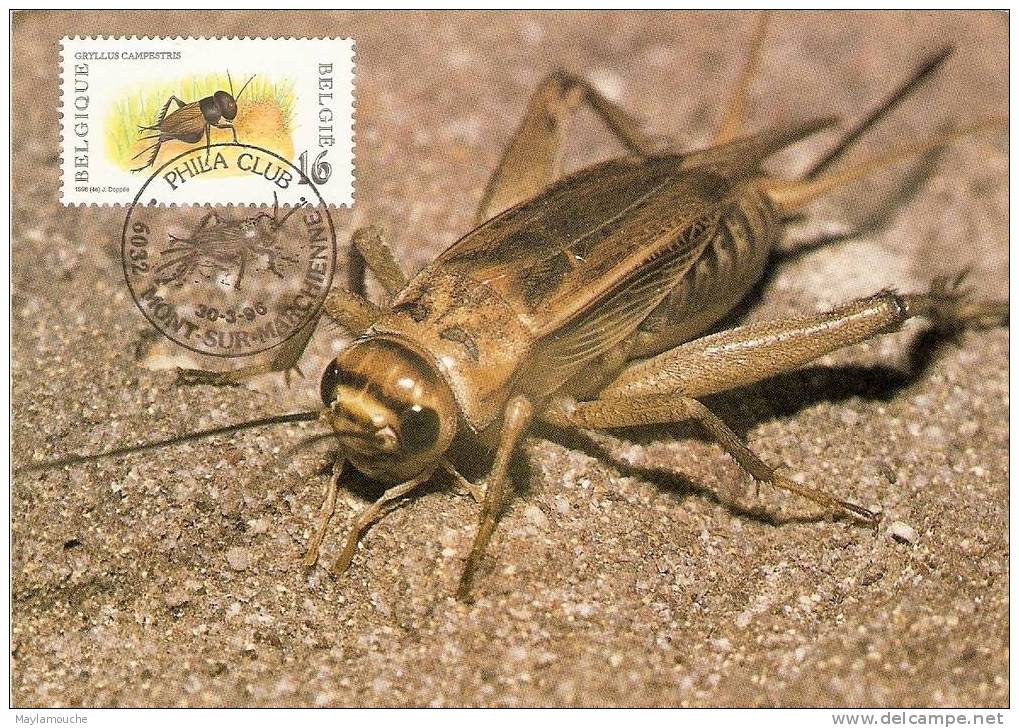 Grillon Phila Club Mont-sur-marchienne - Insects