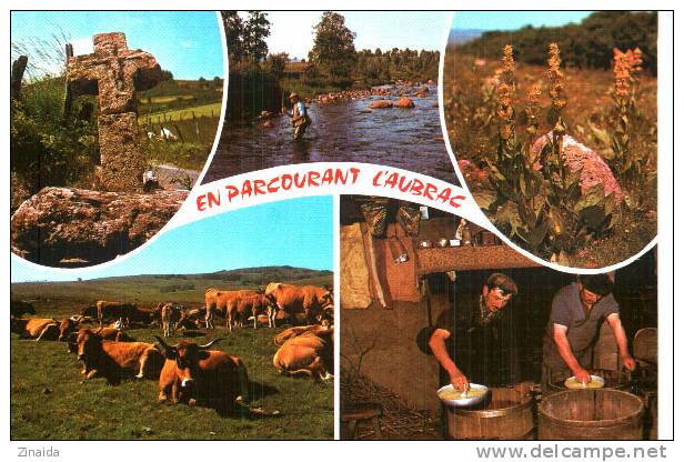 CARTE POSTALE DE VACHES DANS LES MONTS D AUBRAC - GENTIANES JAUNES - Stieren