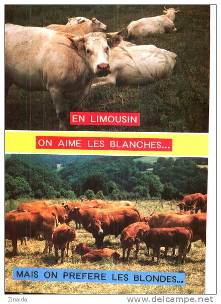 CARTE POSTALE - VACHES EN LIMOUSIN - Stieren