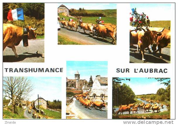 CARTE POSTALE - SUR LES MONTS D AUBRAC - LA TRANSHUMANCE - - Stiere