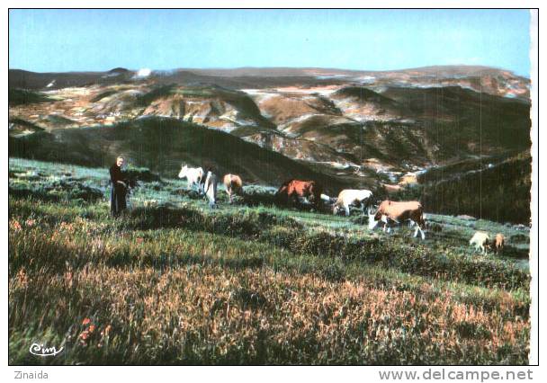 CARTE POSTALE - HAUTE ARDECHE - VACHES - Stieren