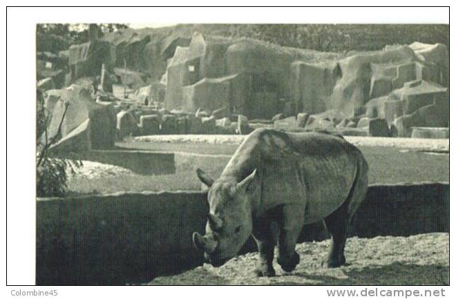 Cpa Zoo Parc Zoologique De Vincennes Paris Rhinoceros - Neushoorn