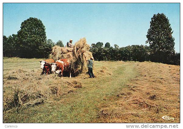 ATTELAGE DE BOEUFS   FENAISON   Non écrite - Attelages