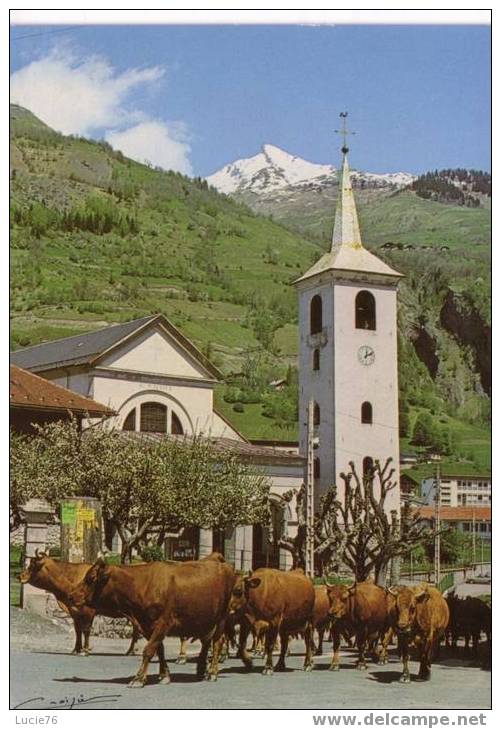 BOURG SAINT MAURICE -   N°  G 15016  -  L´église, Troupeau De Vaches  Montant à L´alpage - Bourg Saint Maurice